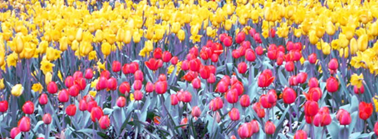 FLOWERS ANYONE?
